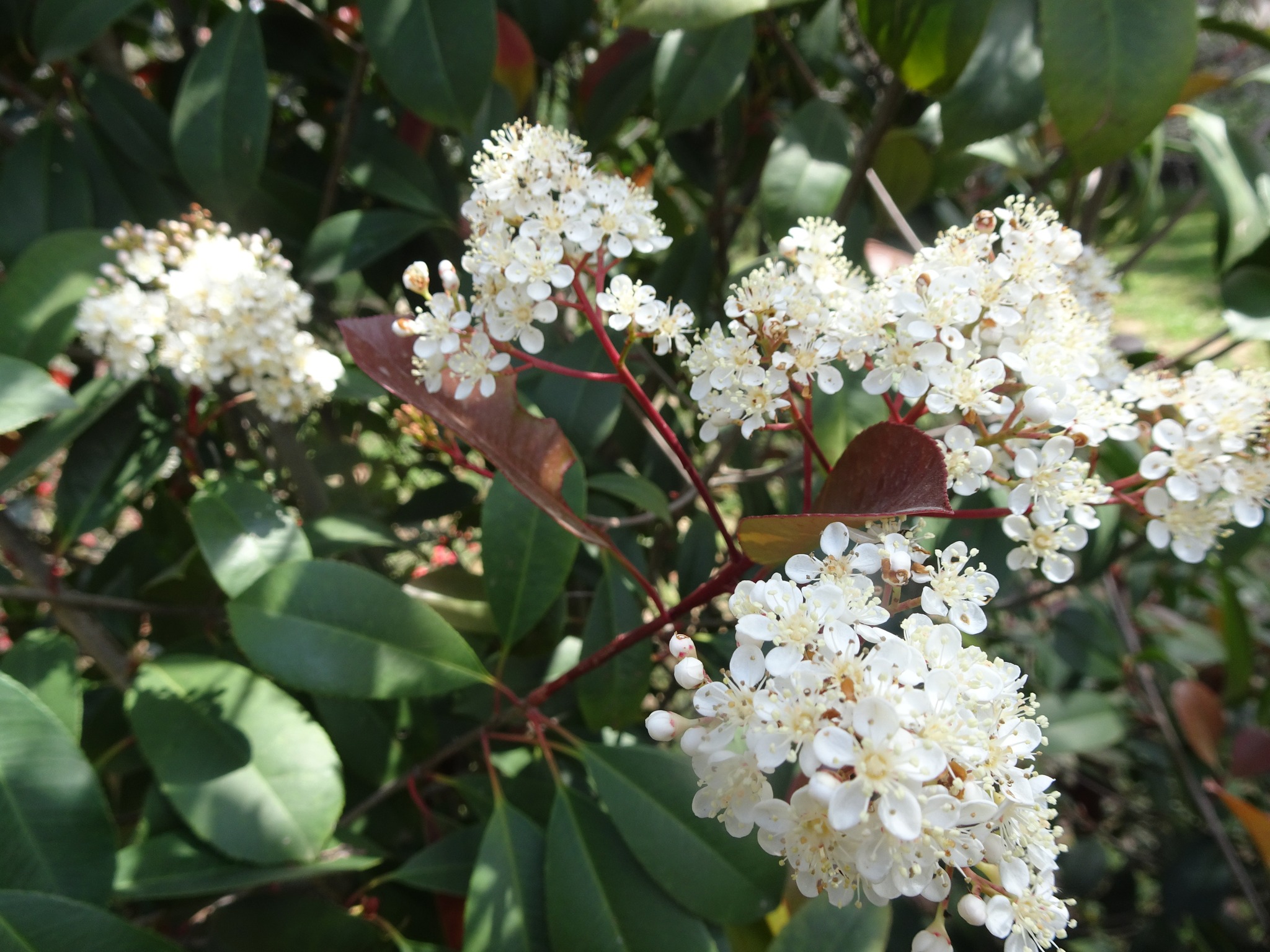 Photinia